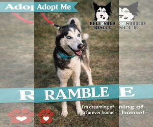 Siberian Husky Dogs for adoption in Cumming, GA, USA