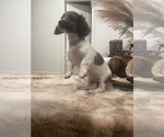 Belle and Jax - Female Dachshund Puppy for Sale - Photo #5