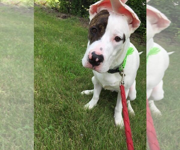 Medium Photo #17 American Pit Bull Terrier-Huskies  Mix Puppy For Sale in Lewistown, PA, USA
