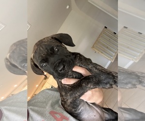 Cane Corso Puppy for sale in ALVA, FL, USA