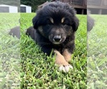 Puppy Elsa Australian Shepherd