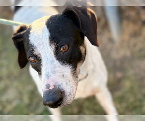 Parson Russell Terrier Dogs for adoption in Tulsa, OK, USA