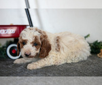 Puppy Freya Poodle (Miniature)