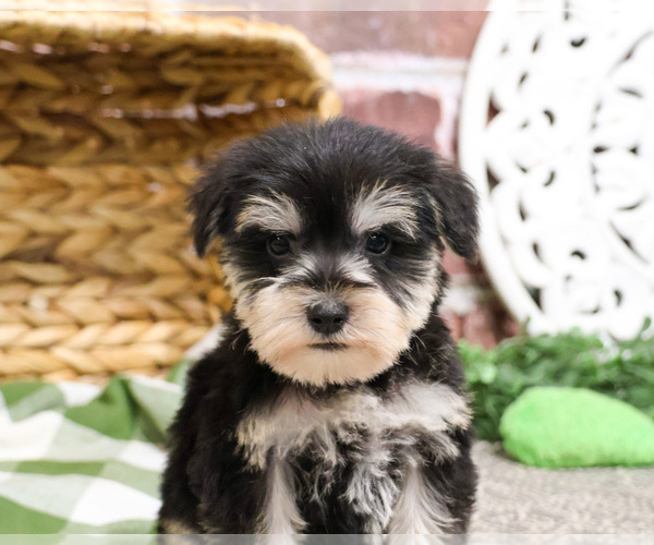 Medium Photo #7 Schnauzer (Miniature) Puppy For Sale in SYRACUSE, IN, USA