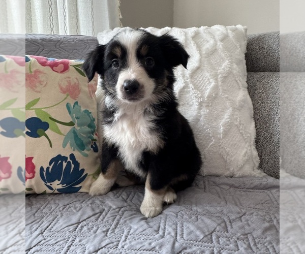 Medium Photo #1 Miniature Australian Shepherd Puppy For Sale in NEW BALTIMORE, MI, USA