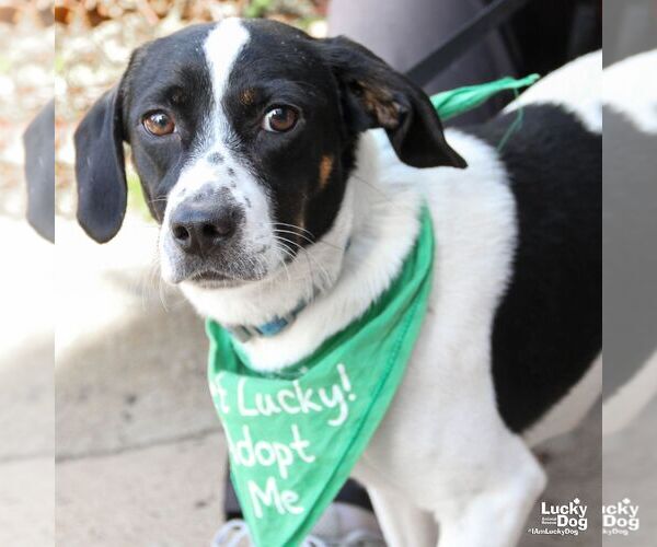 Medium Photo #4 Beagle-Unknown Mix Puppy For Sale in Washington, DC, USA