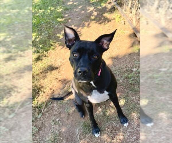 Medium Photo #1 American Pit Bull Terrier-Labrador Retriever Mix Puppy For Sale in Derwood, MD, USA