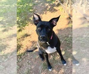 American Pit Bull Terrier-Labrador Retriever Mix Dogs for adoption in Derwood, MD, USA