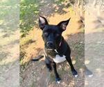 *MNEMONICS - Female American Pit Bull Terrier-Labrador Retriever Mix Dog for Adoption - Small photo