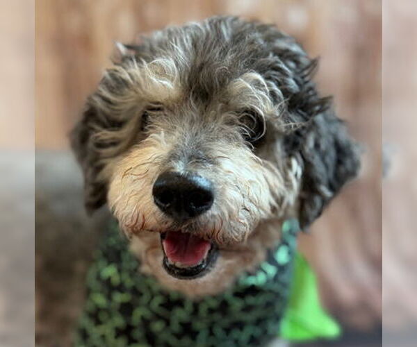 Medium Photo #14 Mutt Puppy For Sale in Arlington, VA, USA