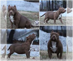 American Bully Puppy for sale in TULLAHOMA, TN, USA