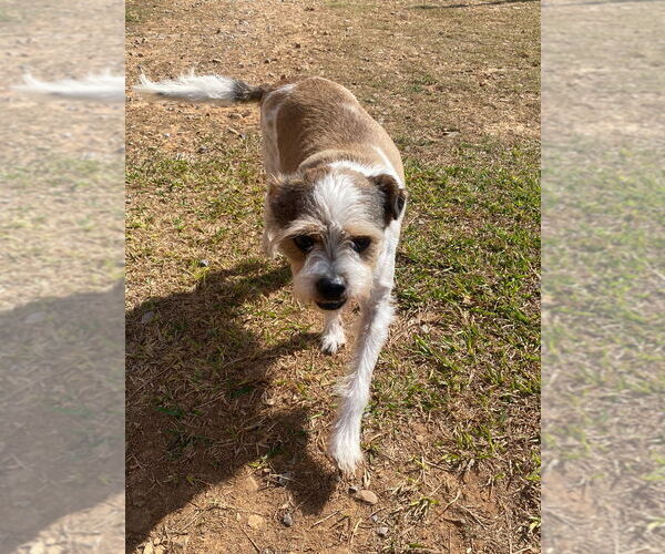 Medium Photo #3 Mutt Puppy For Sale in Bryant, AR, USA