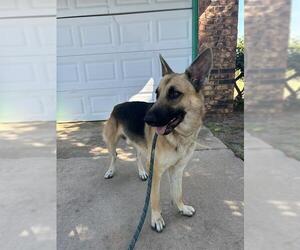 German Shepherd Dog Dogs for adoption in Oklahoma City, OK, USA