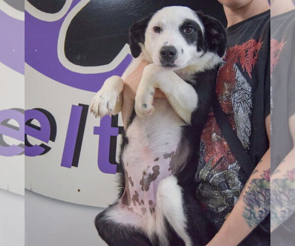 Medium Photo #4 Border Collie Puppy For Sale in Huntley, IL, USA
