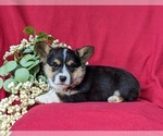 Small Photo #5 Pembroke Welsh Corgi Puppy For Sale in KIRKWOOD, PA, USA