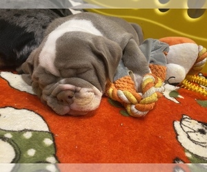 English Bulldog Puppy for sale in CHICAGO, IL, USA