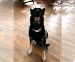 Small #3 Siberian Husky Mix