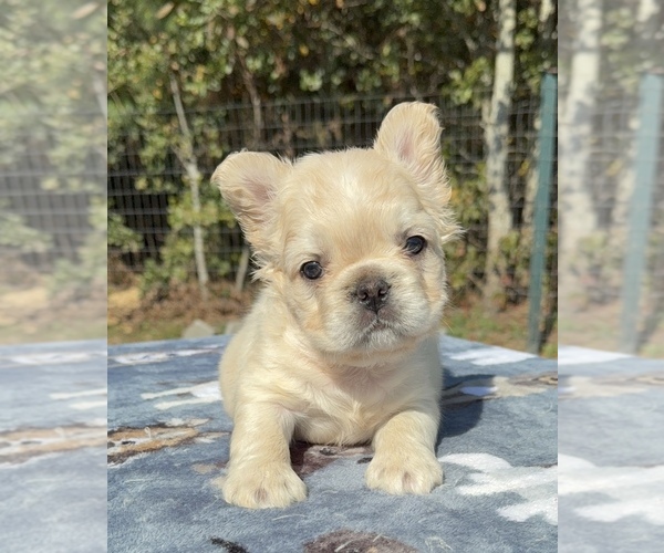 Medium Photo #1 French Bulldog Puppy For Sale in LORIS, SC, USA