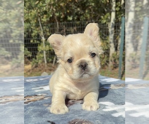 French Bulldog Puppy for sale in LORIS, SC, USA
