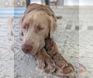 Charlie Chaplin - Male Goldmaraner Dog for Adoption - Photo #5