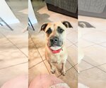 Small #10 Black Mouth Cur Mix