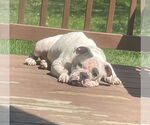 Small #1 Bulldog Mix