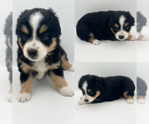 Miniature Australian Shepherd Puppy for sale in BROOKER, FL, USA
