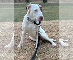 Small #8 Bulldog-Labrador Retriever Mix
