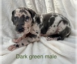 Small Photo #8 Great Dane Puppy For Sale in OKLAHOMA CITY, OK, USA