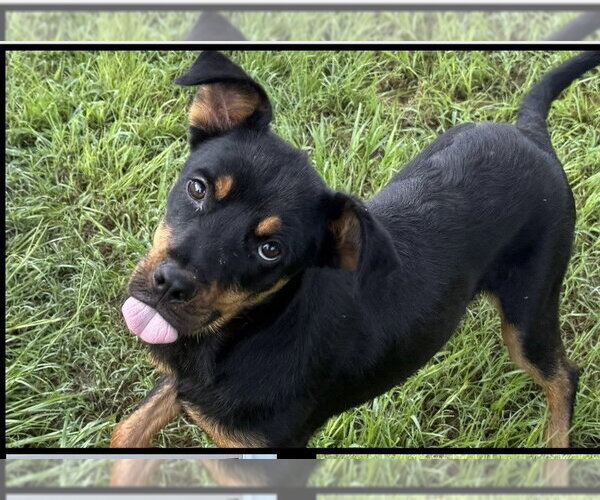 Medium Photo #4 Jack Russell Terrier-Mountain Cur Mix Puppy For Sale in Rockaway, NJ, USA