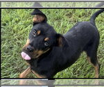 Small #3 Jack Russell Terrier-Mountain Cur Mix