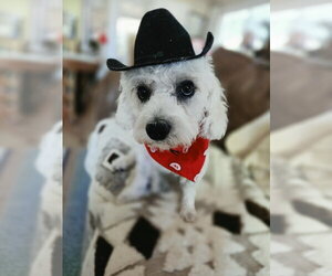 Arturo Sol - Male Mutt Dog for Adoption - Photo #2