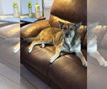 Small #2 German Shepherd Dog Mix