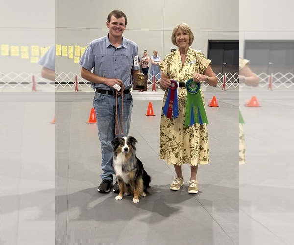 Medium Photo #1 Australian Shepherd Puppy For Sale in CIRCLEVILLE, KS, USA