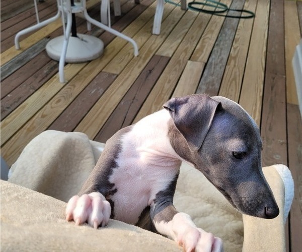 Medium Photo #5 Italian Greyhound Puppy For Sale in NEWTOWN SQUARE, PA, USA
