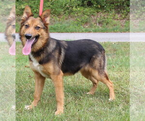 German Shepherd Dog-Unknown Mix Dogs for adoption in Prattville, AL, USA