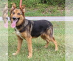 Small German Shepherd Dog Mix