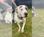 Small #1 American Staffordshire Terrier Mix