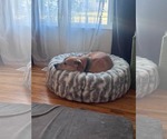 Small #6 American Pit Bull Terrier-Labrador Retriever Mix