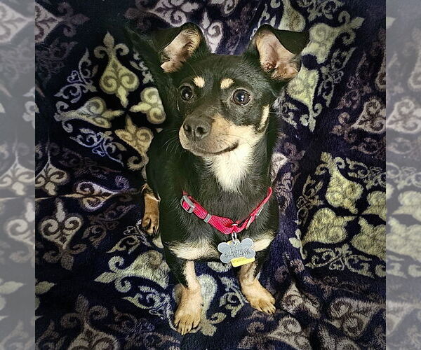 Medium Photo #4 Toy Rat Doxie Puppy For Sale in Atlanta, GA, USA