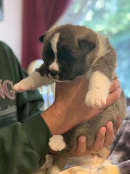 Medium Photo #6 Akita Puppy For Sale in GREAT RIVER, NY, USA