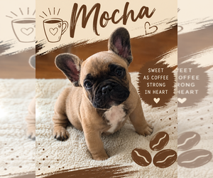Medium French Bulldog