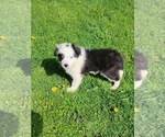 Small Photo #4 Border Collie Puppy For Sale in WARSAW, OH, USA