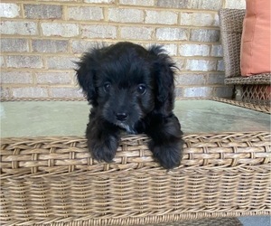 Aussiedoodle Miniature -Poodle (Toy) Mix Puppy for sale in MURFREESBORO, TN, USA