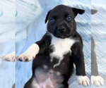 Small #4 American Staffordshire Terrier-Labrador Retriever Mix