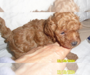 Poodle (Toy) Puppy for sale in DULUTH, GA, USA