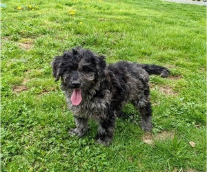 Goldendoodle-Poodle (Toy) Mix Puppy for sale in QUARRYVILLE, PA, USA