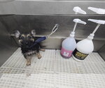 Small Photo #5 German Shepherd Dog Puppy For Sale in Centreville, VA, USA