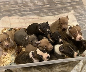 American Bully Puppy for Sale in DUMFRIES, Virginia USA