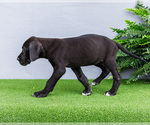 Small #9 Great Dane